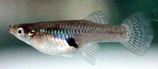 female mosquitofish
