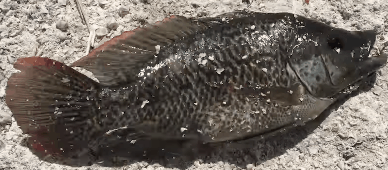 Mozambique Tilapia out of water