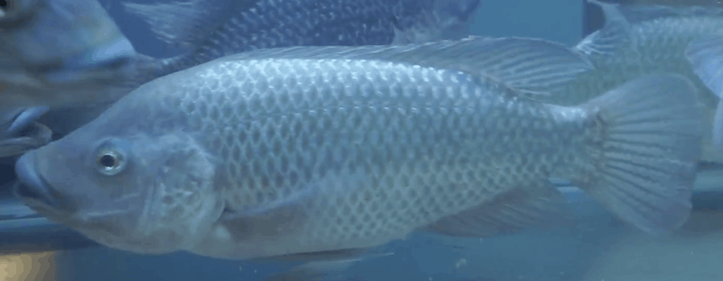 Mozambique Tilapia