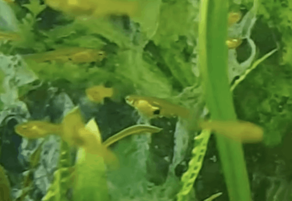 guppies for controlling mosquitoes 