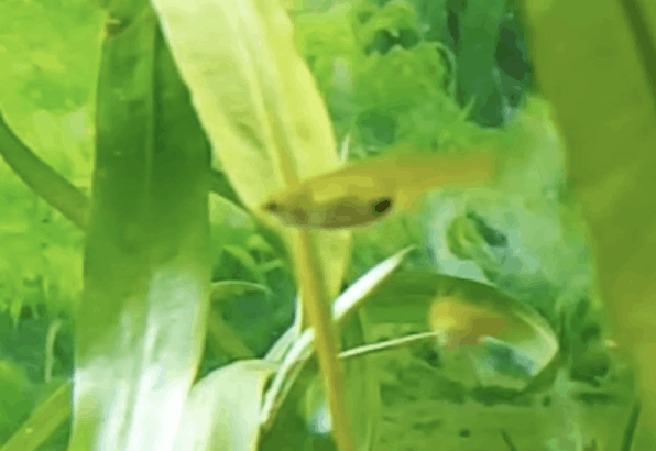 guppies for mosquito control