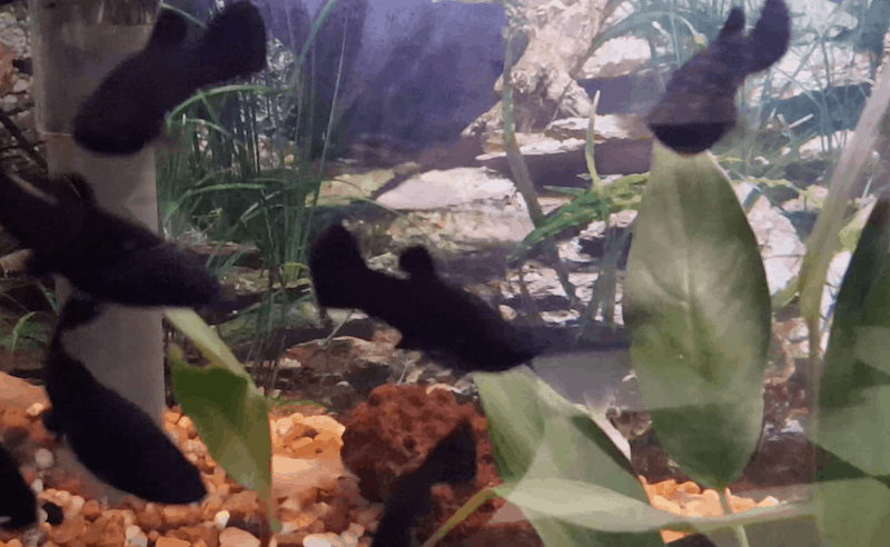 black mollies