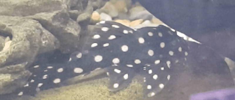 gold spotted pleco