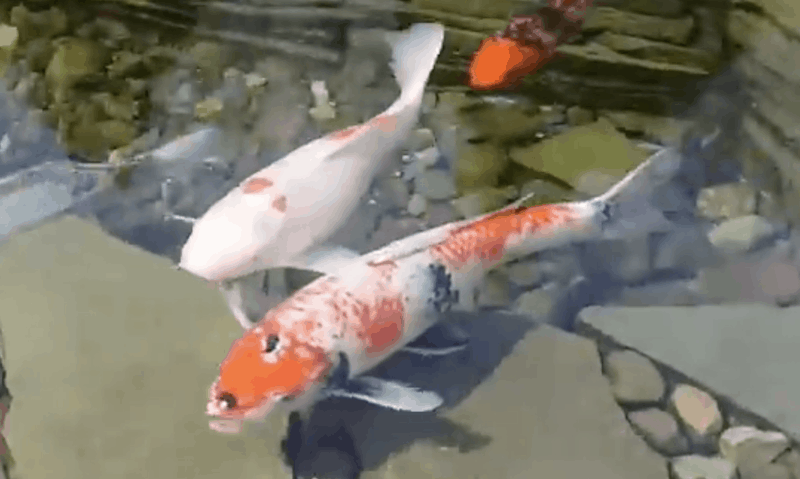 Algae Eating Pond Fish Backyard Water Garden