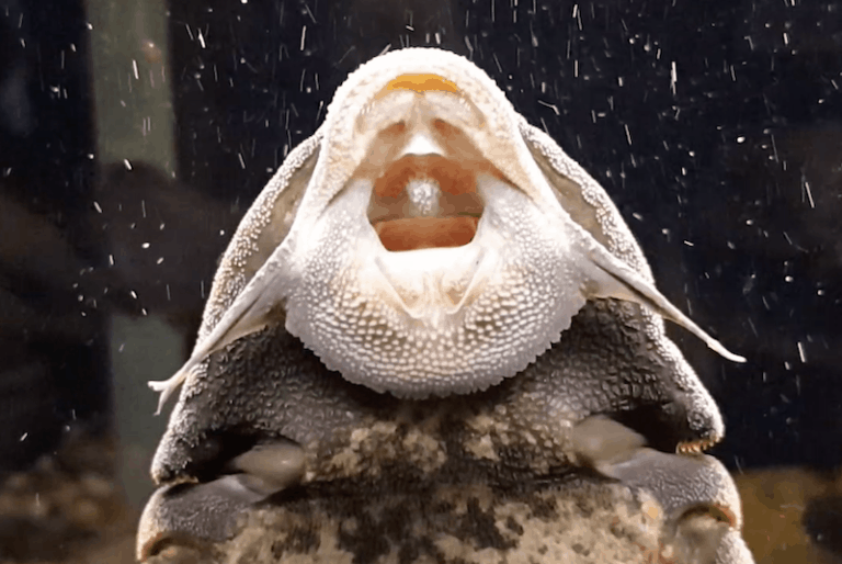 Algae Eating Pond Fish - Backyard Water Garden