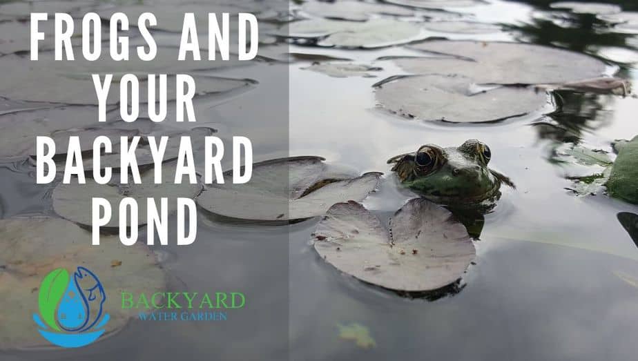 Frogs And Your Backyard Pond - Backyard Water Garden