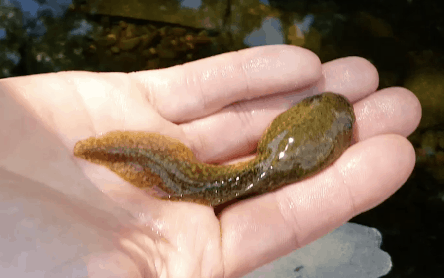 tadpole