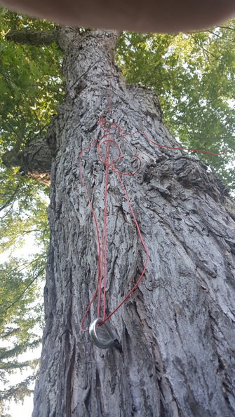 attaching cable to a tree