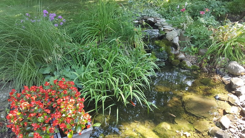 small garden pond