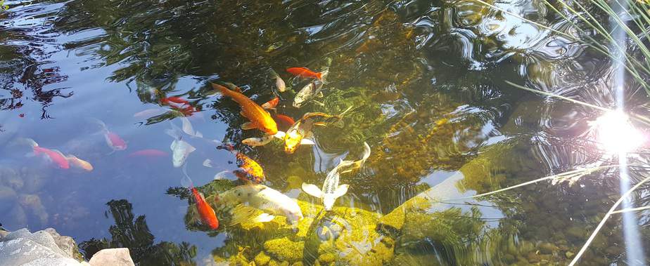 koi and golfish in a backyard pond