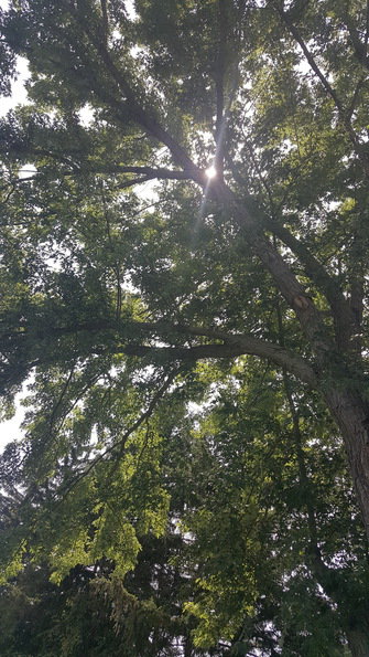 shade trees