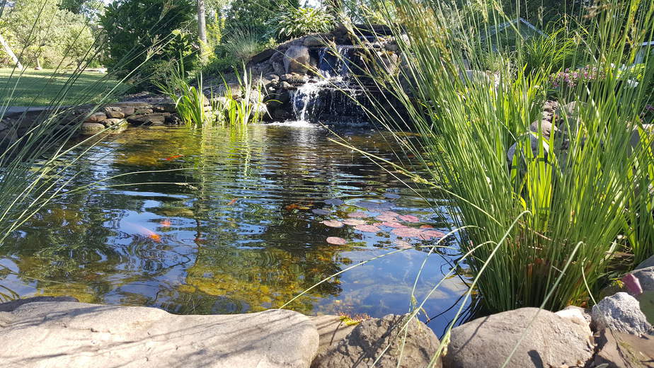 well planted pond