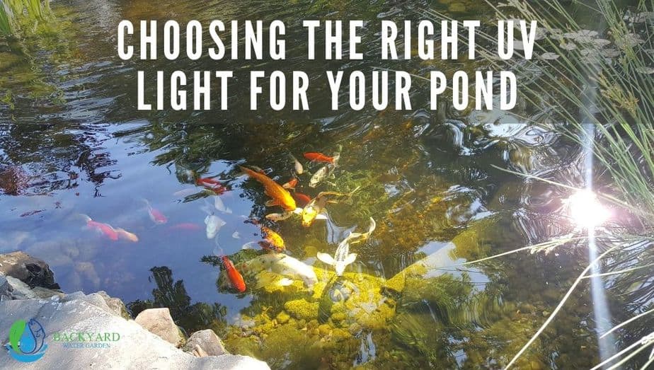 Choosing the right Uv light for your pond post
