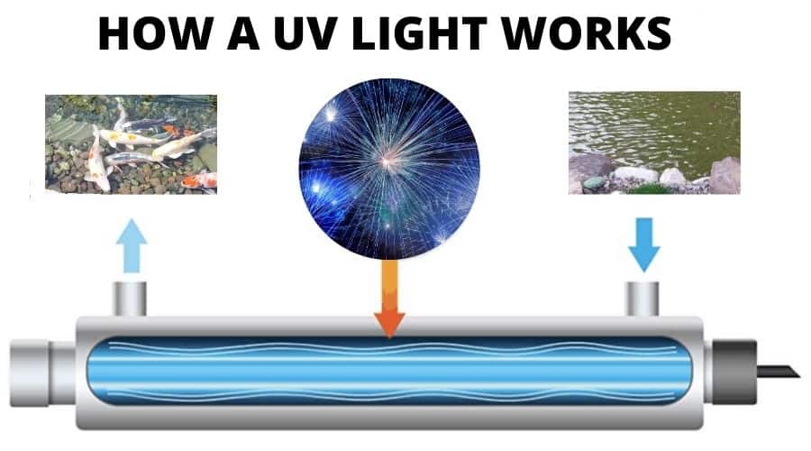 How a UV light works to clear pond water