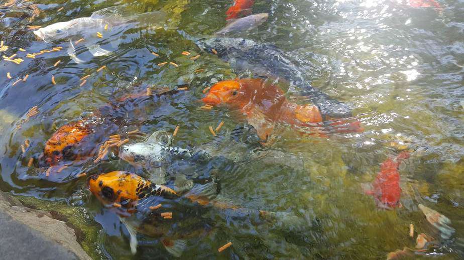 Koi eating on a sunny day