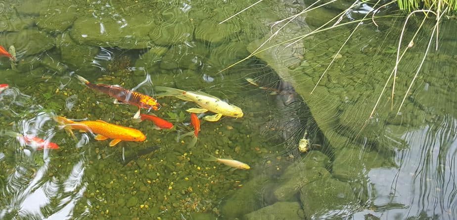 large fish cave for koi