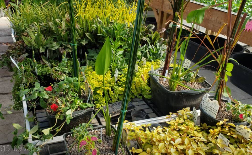 Bog plants