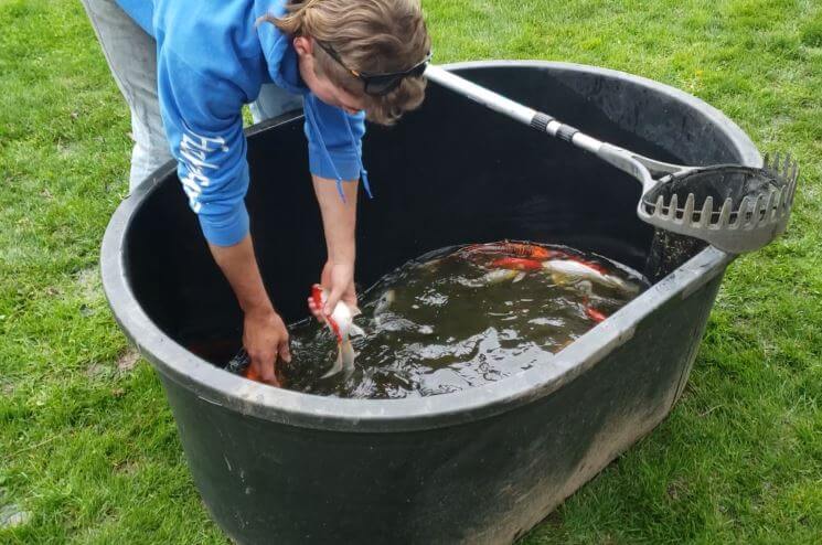 Return koi and  goldfish to the clean pond