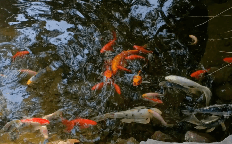 koi fish in the fall