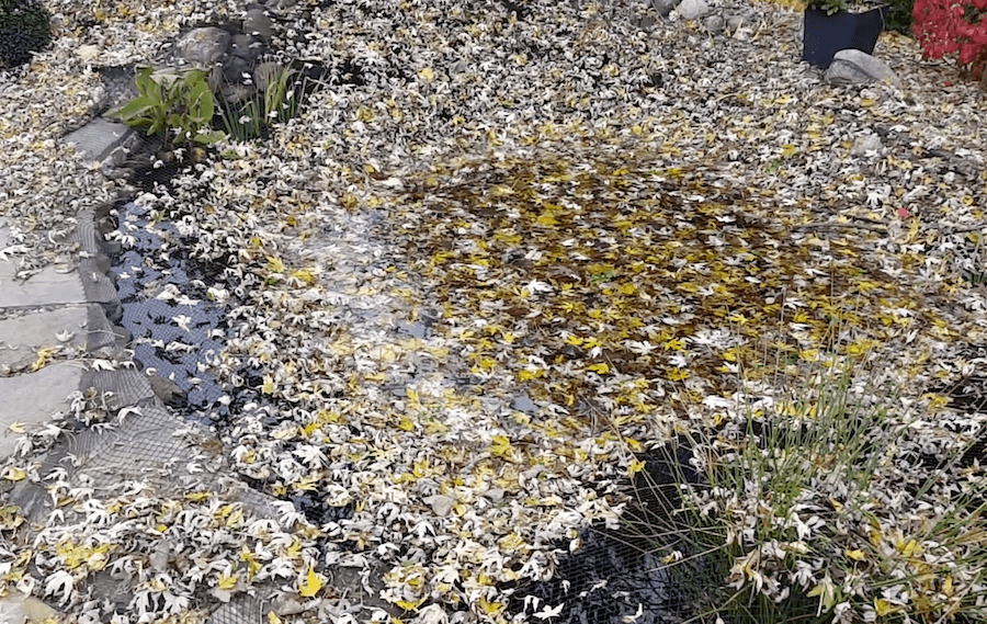 leaves on pond net