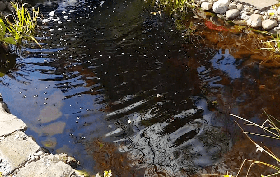 dark pond water from leaves