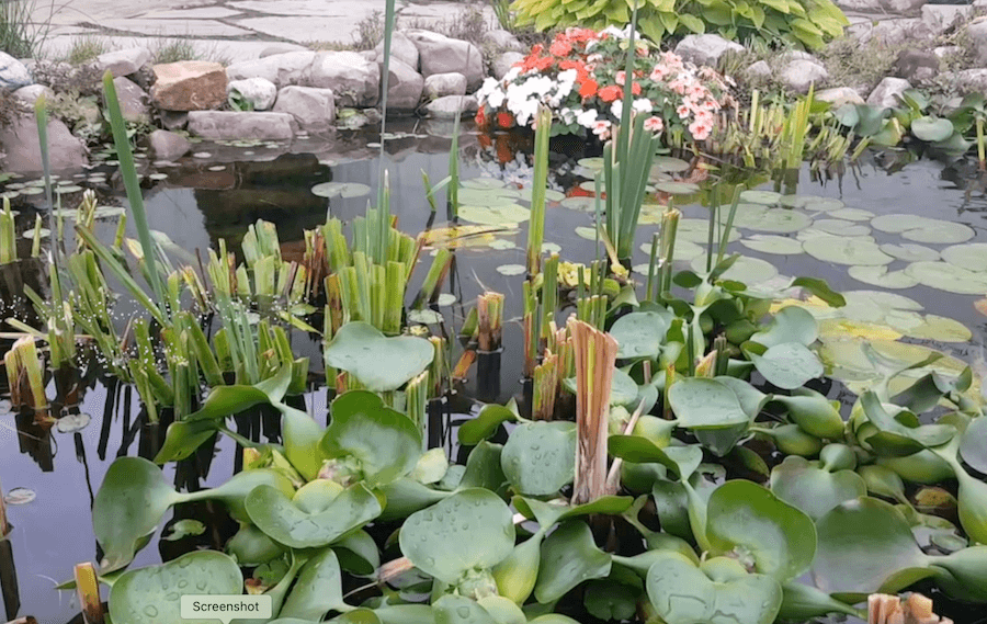 trimmed pond plants in fall